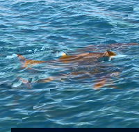 Roebuck Bay Snubfin Dolphin Cruise - Hotel Accommodation