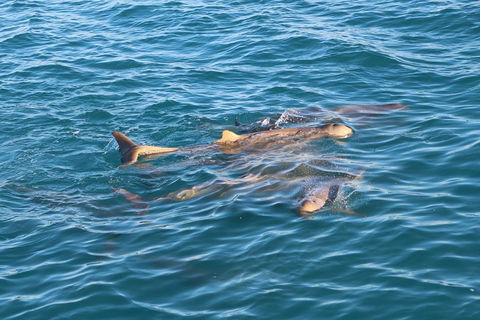 Roebuck Bay Snubfin Dolphin Cruise - Hotel Accommodation 0