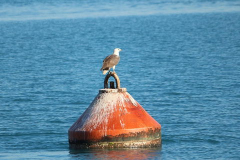 Roebuck Bay Snubfin Dolphin Cruise - Hotel Accommodation 1