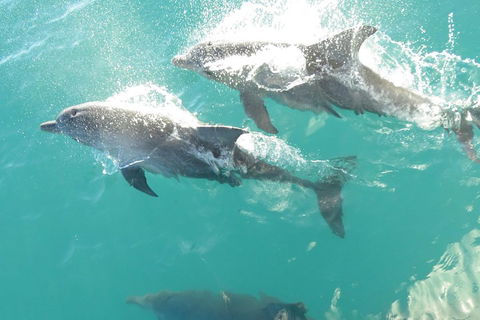 Roebuck Bay Snubfin Dolphin Cruise - Hotel Accommodation 2