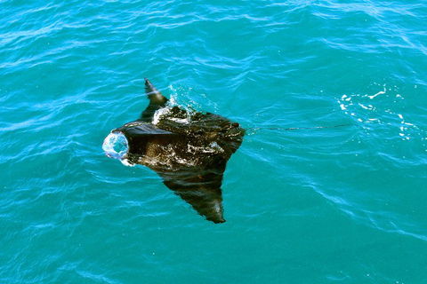 Roebuck Bay Snubfin Dolphin Cruise - Hotel Accommodation 5