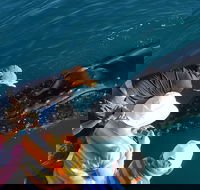 AOC Whale Watching from Broome - Hotel Accommodation