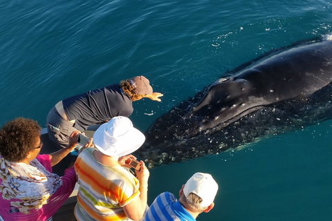 AOC Whale Watching From Broome - Hotel Accommodation 0