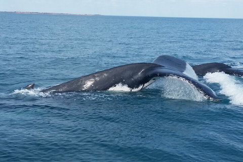 AOC Whale Watching From Broome - Hotel Accommodation 1