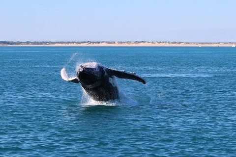 AOC Whale Watching From Broome - Hotel Accommodation 2