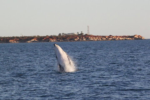 AOC Whale Watching From Broome - Hotel Accommodation 3