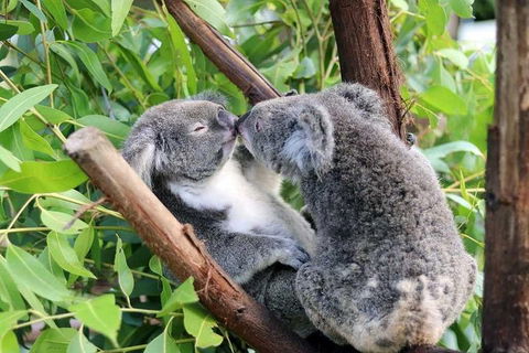Classic Kuranda By Skyrail And Scenic Railway Including Rainforestation, Koala And Wildlife Park And Pamagirri Aboriginal Experi - Hotel Accommodation 3