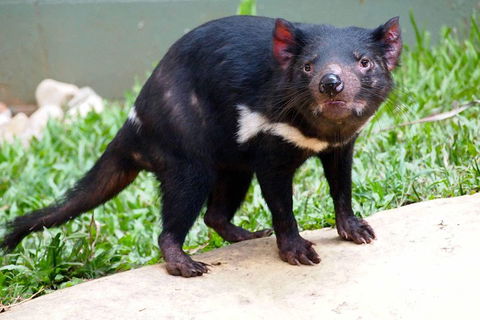 Kuranda Highlights Including Rainforestation Aboriginal Culture And Wildlife - Hotel Accommodation 3