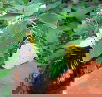 Australian Butterfly Sanctuary- Virtual Interactive Tour With Private Guide - Hotel Accommodation