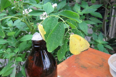 Australian Butterfly Sanctuary- Virtual Interactive Tour With Private Guide - Hotel Accommodation 0