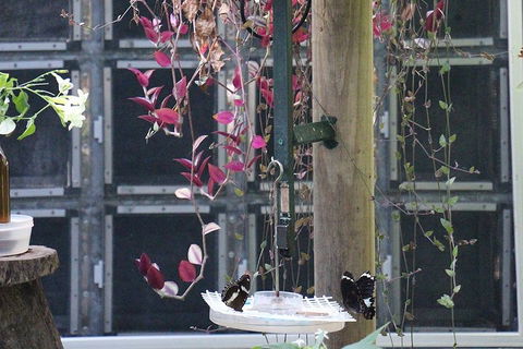 Australian Butterfly Sanctuary- Virtual Interactive Tour With Private Guide - Hotel Accommodation 1