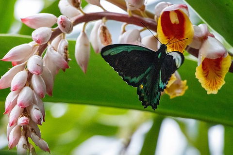 Australian Butterfly Sanctuary- Virtual Interactive Tour With Private Guide - Hotel Accommodation 2