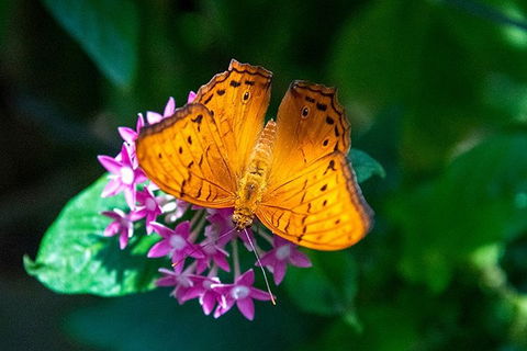 Australian Butterfly Sanctuary- Virtual Interactive Tour With Private Guide - Hotel Accommodation 3