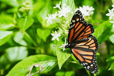 Australian Butterfly Sanctuary- Virtual Interactive Tour With Private Guide - Hotel Accommodation 4