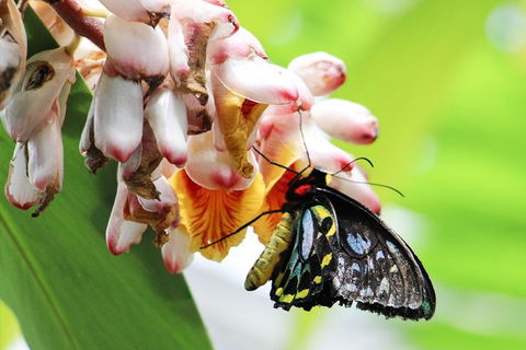 Australian Butterfly Sanctuary- Virtual Interactive Tour With Private Guide - Hotel Accommodation 5