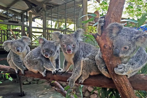 Best Of Kuranda Including Skyrail, Kuranda Scenic Railway And Rainforestation - Hotel Accommodation 4
