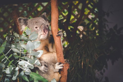 Small-Group Blue Mountains Day Trip From Sydney With Wildlife Park - Hotel Accommodation 2