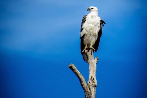 Kangaroo Island 75-Minute Ocean Safari - Hotel Accommodation 0