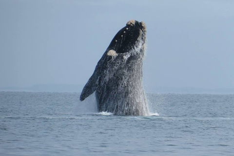 Kangaroo Island 75-Minute Ocean Safari - Hotel Accommodation 2