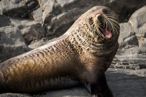 Kangaroo Island 75-Minute Ocean Safari - Hotel Accommodation 5