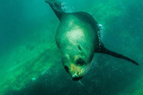 Kangaroo Island Ocean Safari - Snorkeling Safari - Hotel Accommodation 1