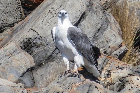 Kangaroo Island Ocean Safari - Snorkeling Safari - Hotel Accommodation 4