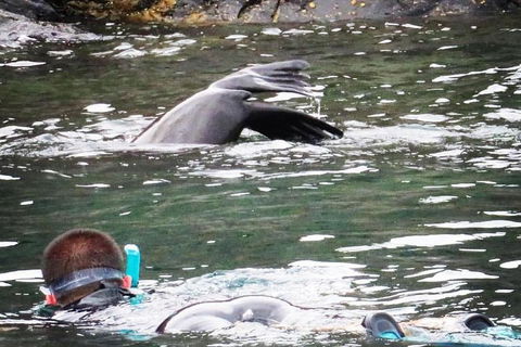 Kangaroo Island Ocean Safari - Snorkeling Safari - Hotel Accommodation 5