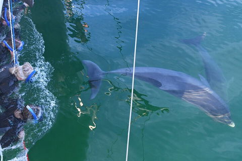 Dolphin Cruise From Adelaide With Optional Dolphin Swim - Hotel Accommodation 0