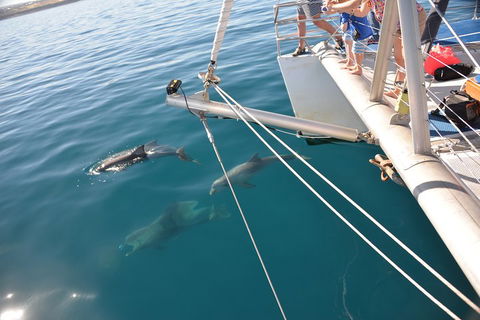 Dolphin Cruise From Adelaide With Optional Dolphin Swim - Hotel Accommodation 1