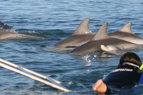 Dolphin Cruise From Adelaide With Optional Dolphin Swim - Hotel Accommodation 2