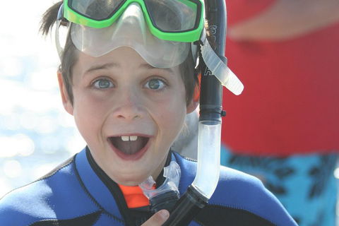 Dolphin Cruise From Adelaide With Optional Dolphin Swim - Hotel Accommodation 3