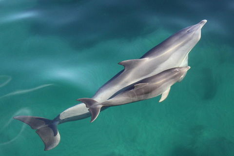 Dolphin Cruise From Adelaide With Optional Dolphin Swim - Hotel Accommodation 4