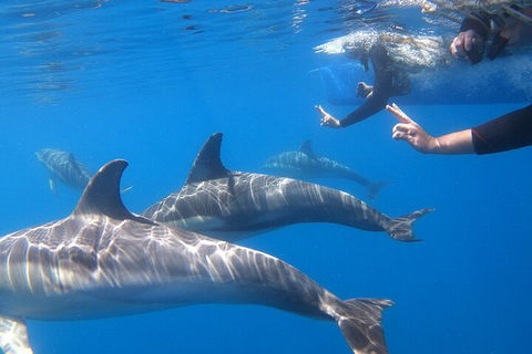 Dolphin Cruise From Adelaide With Optional Dolphin Swim - Hotel Accommodation 5