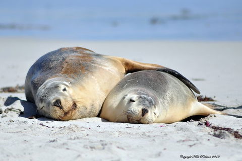 NEW TOUR - Kangaroo Island Road To Recovery Tour (1 Day/1 Night) - Hotel Accommodation 1