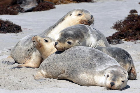 Small-Group Kangaroo Island 4WD Tour From Adelaide - Hotel Accommodation 1