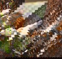 Melbourne City Tour and Phillip Island in One Day - Hotel Accommodation