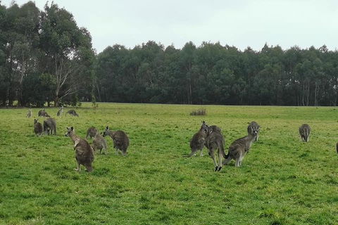 Private Tour: Great Ocean Road From Melbourne - Hotel Accommodation 4