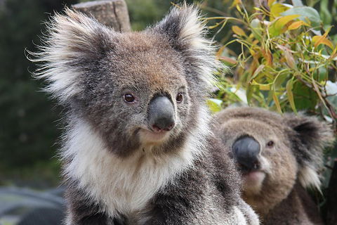 Kuranda Koala Gardens And Birdworld Admission Tickets - Hotel Accommodation 0