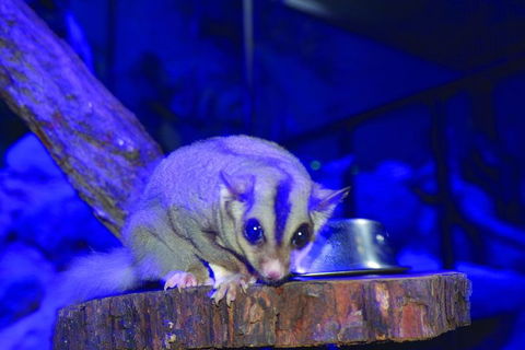 Kuranda Koala Gardens And Birdworld Admission Tickets - Hotel Accommodation 1