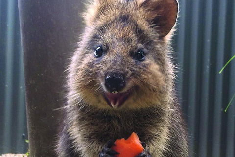 Kuranda Koala Gardens And Birdworld Admission Tickets - Hotel Accommodation 2