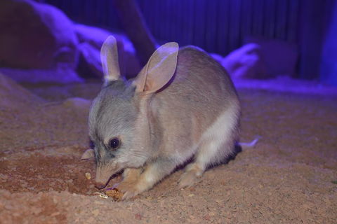 Kuranda Wildlife Experience Three Attraction Pass - Hotel Accommodation 0