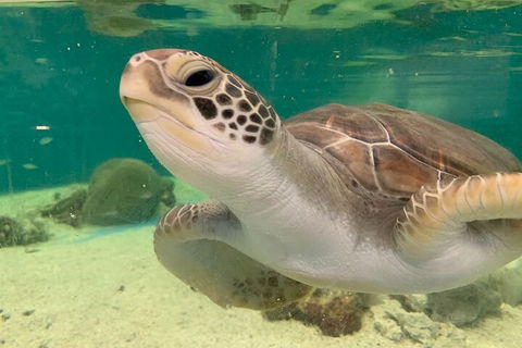 Cairns Aquarium Marine Life Encounter Ticket With 2-Course Lunch - Hotel Accommodation 0