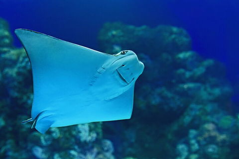 Cairns Aquarium Marine Life Encounter Ticket With 2-Course Lunch - Hotel Accommodation 4
