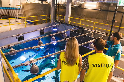 Cairns Aquarium Marine Life Encounter Ticket With 2-Course Lunch - Hotel Accommodation 5