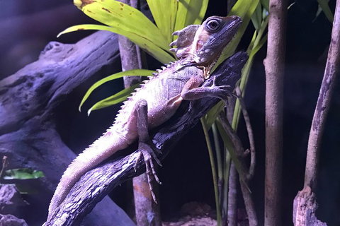 Cairns Aquarium Admission Ticket - Hotel Accommodation 0