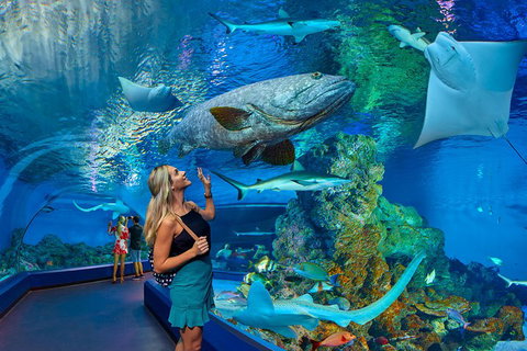 Cairns Aquarium Admission Ticket - Hotel Accommodation 3