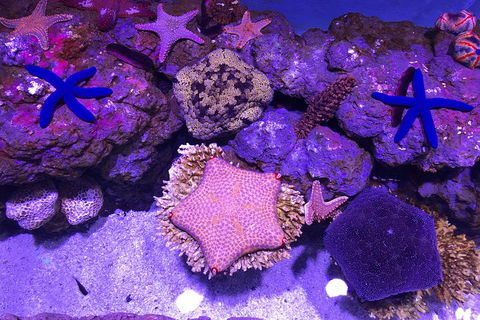 Cairns Aquarium Family Ticket - Hotel Accommodation 1