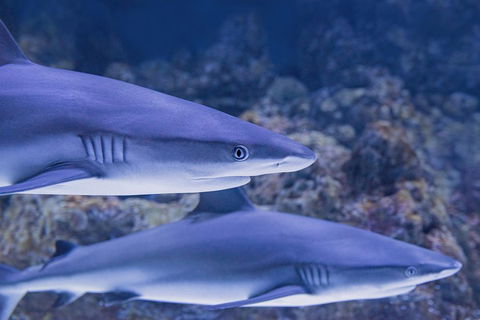 Cairns Aquarium Dive With The Sharks - Hotel Accommodation 1