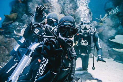 Cairns Aquarium Dive With The Sharks - Hotel Accommodation 3
