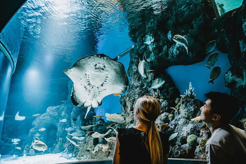 Cairns Aquarium Dive With The Sharks - Hotel Accommodation 4